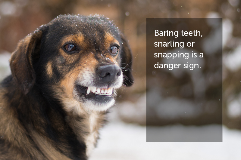 dog bite prevention: baring teeth, snarling, or snapping is a danger sign