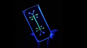lung on a chip