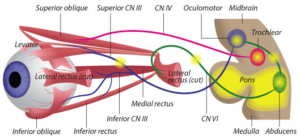 eye muscles and nerves