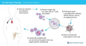 schematic of ex vivo gene therapy