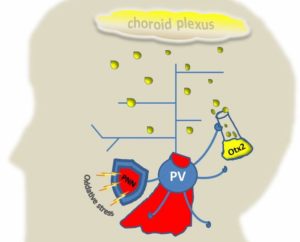 parvalbumin cells and otx2 in the brain