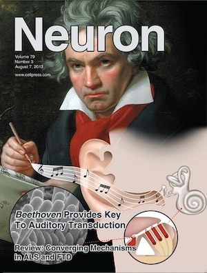 Beethoven gene provides key to auditory transduction