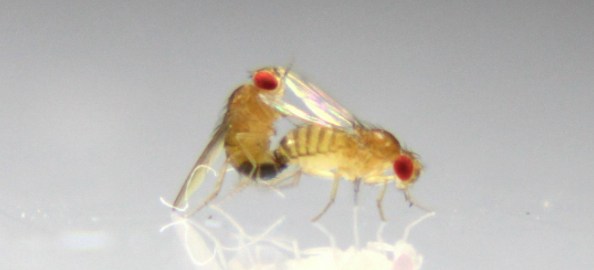 fruit flies mating