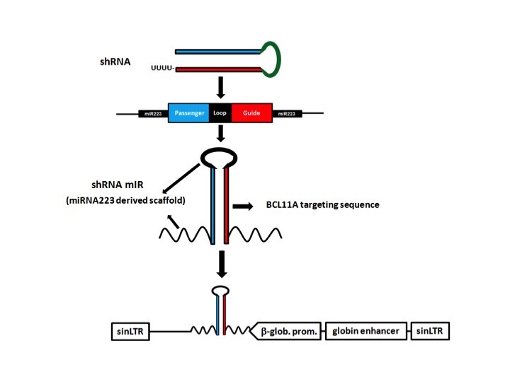 BCL11A gene therapy vector