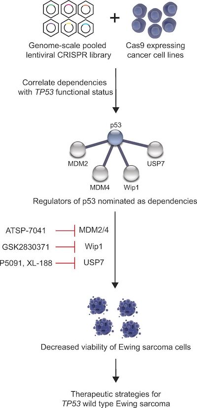 TP53 regulators MDM2 MDM4