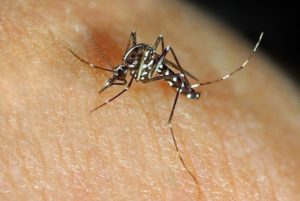 Photo of aedes albopictus