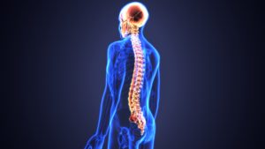 The central nervous system includes the brain and the spinal cord.