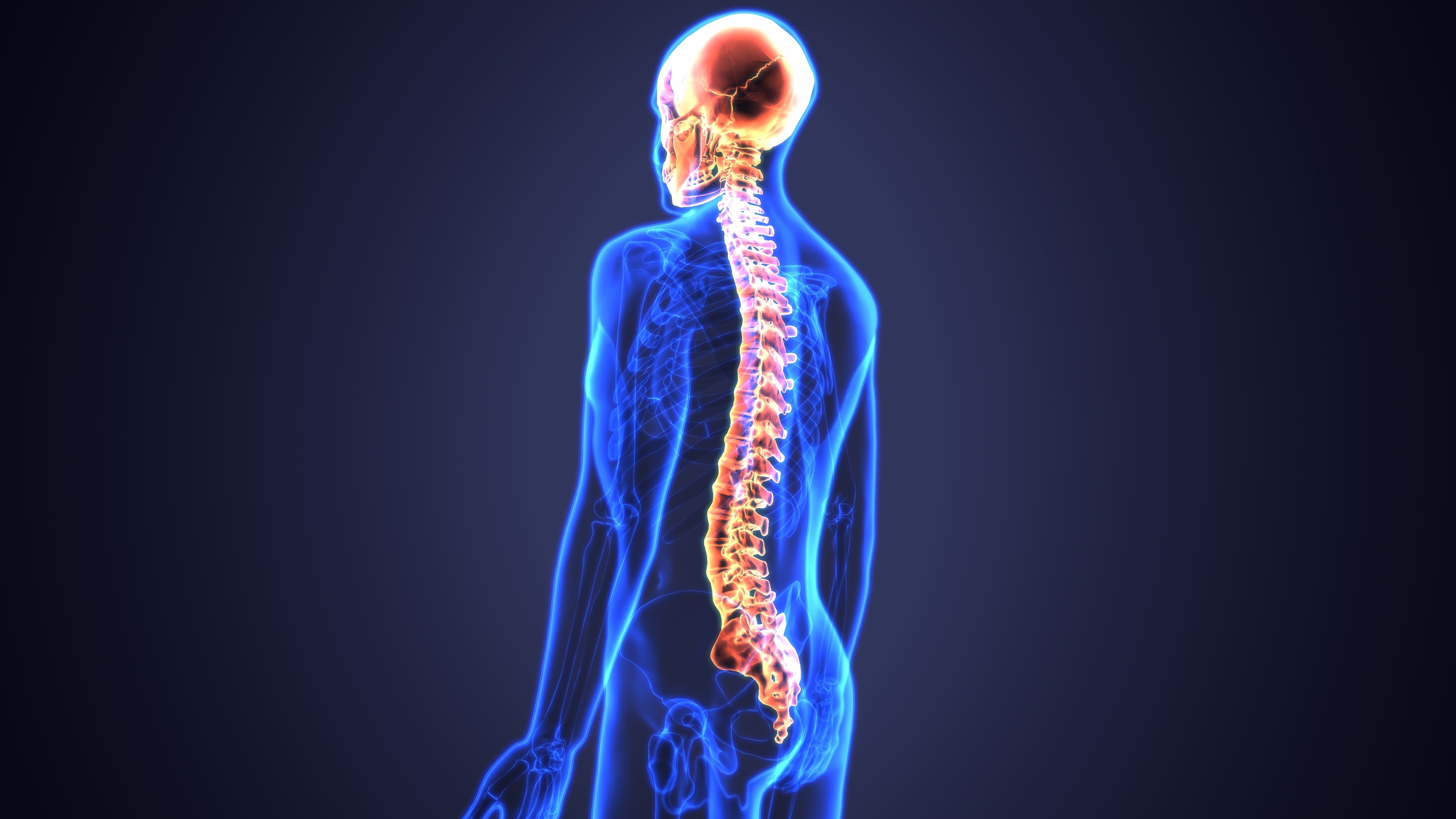 The central nervous system includes the brain and the spinal cord.