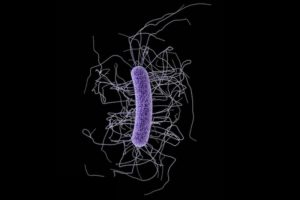 c. difficile toxin A causes much of the damage to tissues