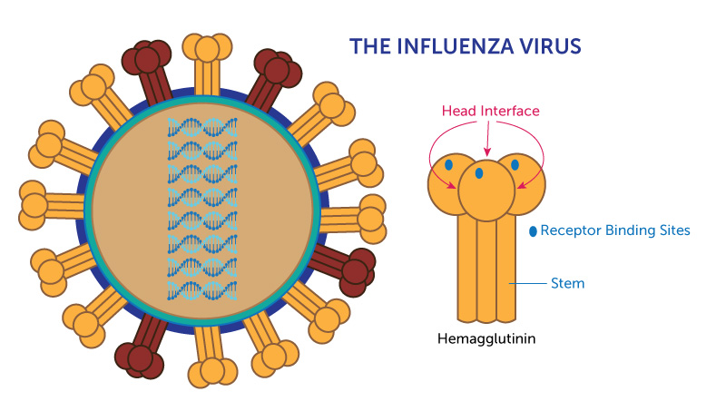 Illustration of the influenza virus with a closeup of the hemagglutinin protein and its three conserved regions -- the stem, receptor binding site and head interface.