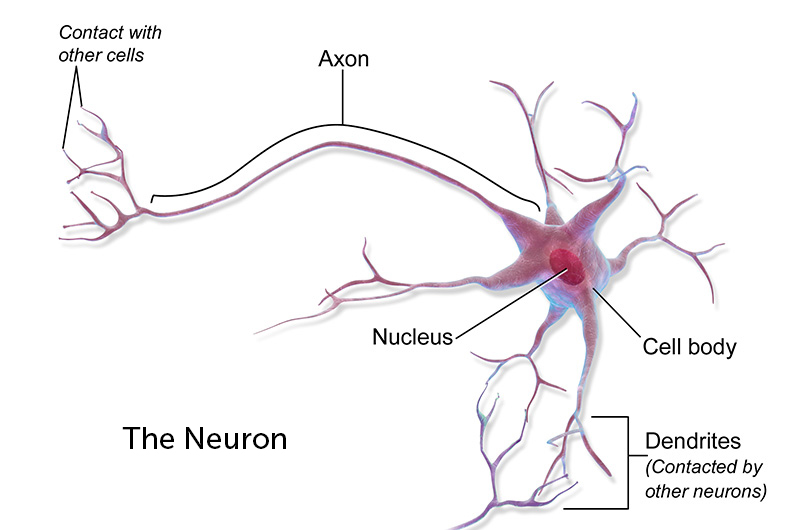 Neurons take in signals via their "receivers," known as dendrites, and pass them along via their long "transmitters," known as axons. 