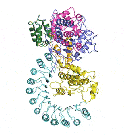 NLRP3 structure