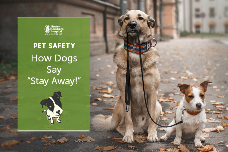 dog bite prevention: How dogs say "stay away"