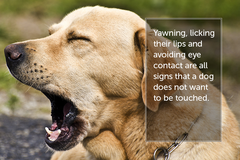 dog bite prevention:yawning, licking their lips, and avoiding eye contact are all signs that a dog does not want to be touched
