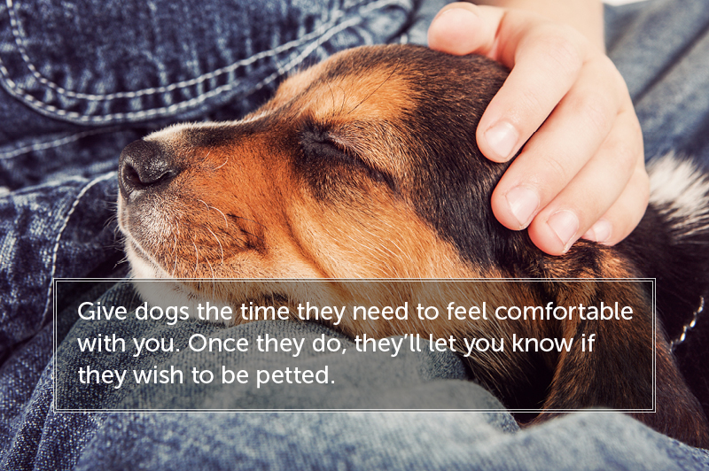 dog bite prevention: give dogs the time they need to feel comfortable with you.