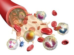 blood cell types
