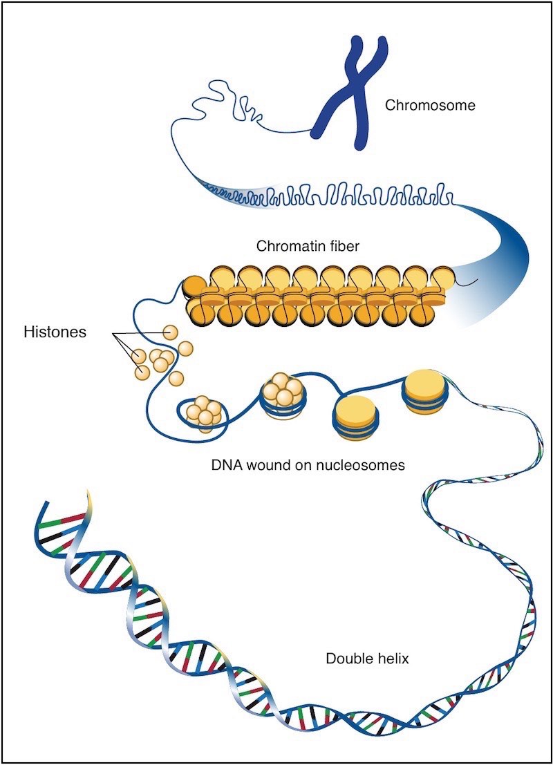 Epigenetics explorer Eric Greer - Boston Children's Answers