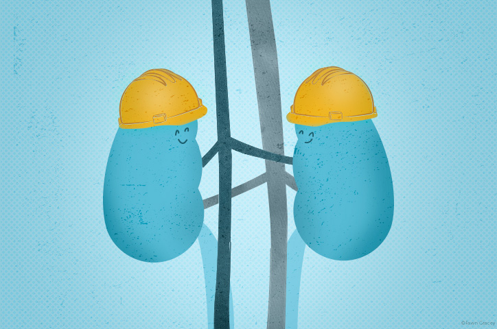 illustration of two kidneys dressed as construction workers