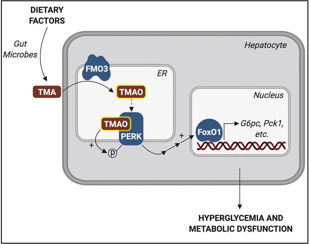 FMO3, TMA0 and PERK in metabolic syndrome