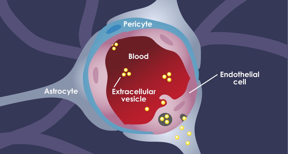 Extracellular vesicles, also known as exosomes, cross the blood-brain barrier via a transcytosis process