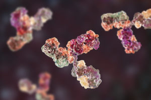 B cells exploit chromatin loops to provide antibody diversity