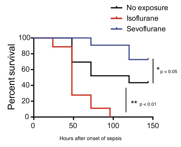 isoflurane and sevoflurane and sepsis survival