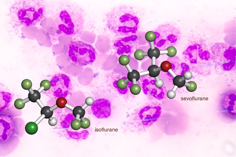 sevoflurane and isoflurane anesthesia have differing effects on neutrophils