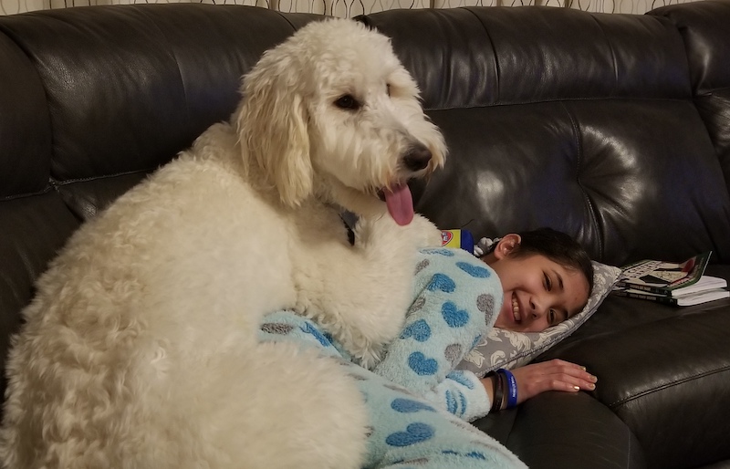 Alo, a seizure alert dog, sits on top of his best friend, Liyana.