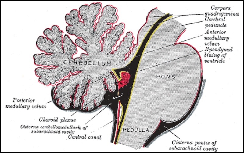 brain and choroid plexus