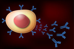 B cell producing antibodies for HIV vaccine