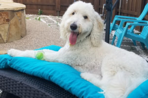 Alo, a seizure alert dog, poses by the pool