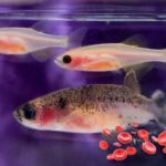 zebrafish help discover drug for Diamond Blackfan anemia