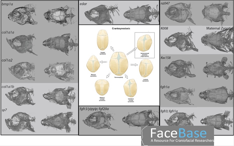 skeletal conditions like craniosynostosis can be modeled in fish