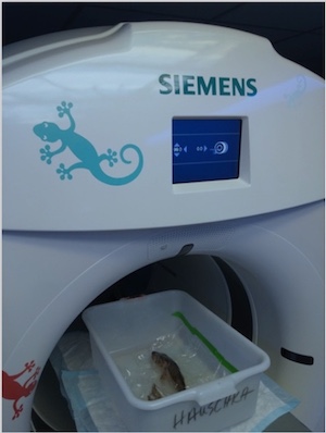 fish with low bone density entering MRI scanner