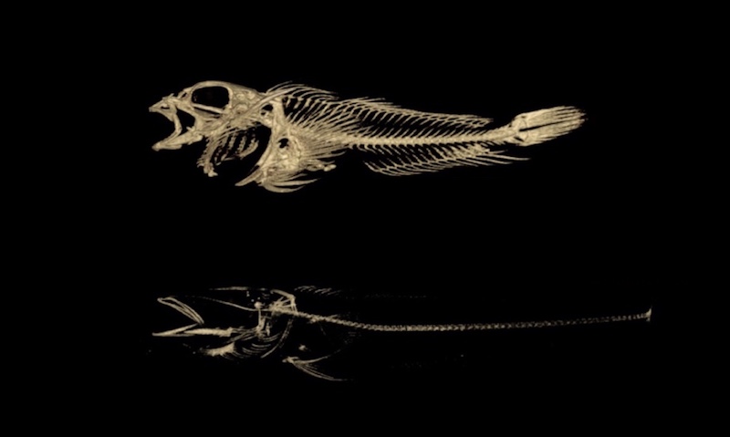 skeletal disorders like osteogenesis imperfecta can be modeled in fish