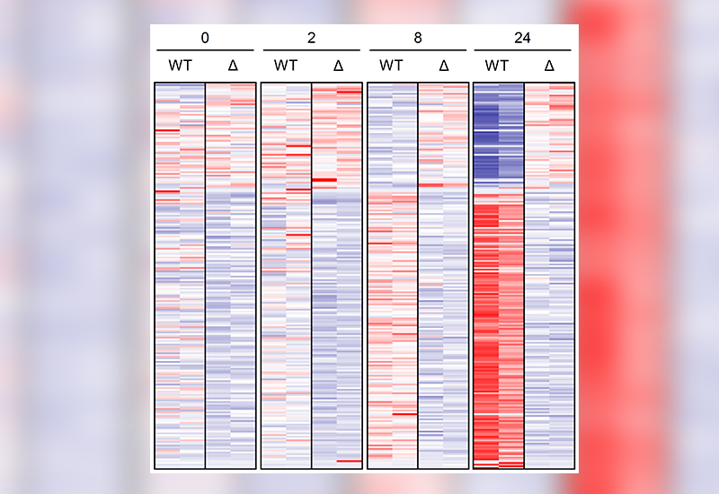 heatmap of T-regulatory cells transcriptome in wild type mice and TsAd mutated mice 
