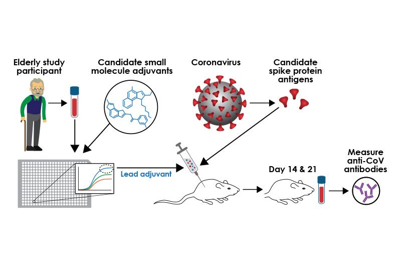 coronavirus vaccine schematic
