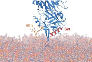 Binding loop of botulinum toxin or botox