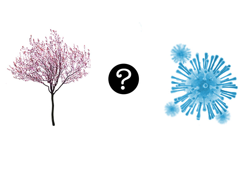 An image of a spring tree in bloom on left side, and a coronavirus molecule on right, separated by a question mark. 