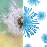 image of half screen a dandelion blowing and half screen of covid-19 virus
