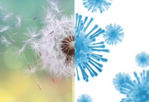 image of half screen a dandelion blowing and half screen of covid-19 virus