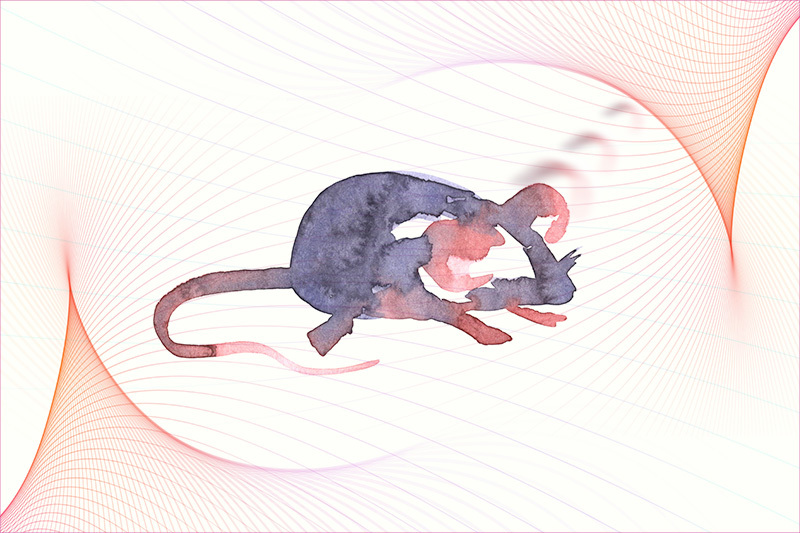 graphic image of mouse and cochlea