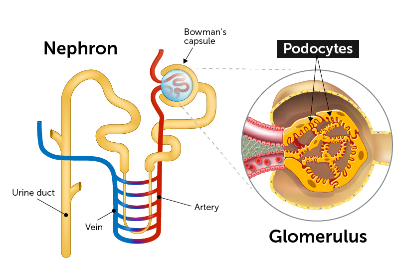 nephron, glomerulus and podocytes in the kidney