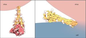 SARS-CoV-2 spike protein in its two conformations
