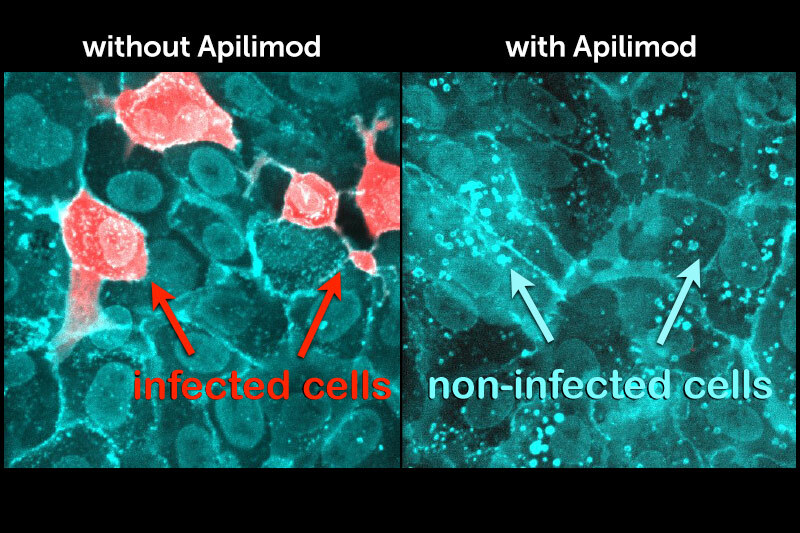microscope images of two sets of cells. Cells on left in red are human cells infected with Ebola with no apilimod treatment; cells on right in green are non-infected cells treated with apilimod