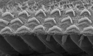 sensory hair bundles in the ear