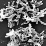 c. difficile at high magnification