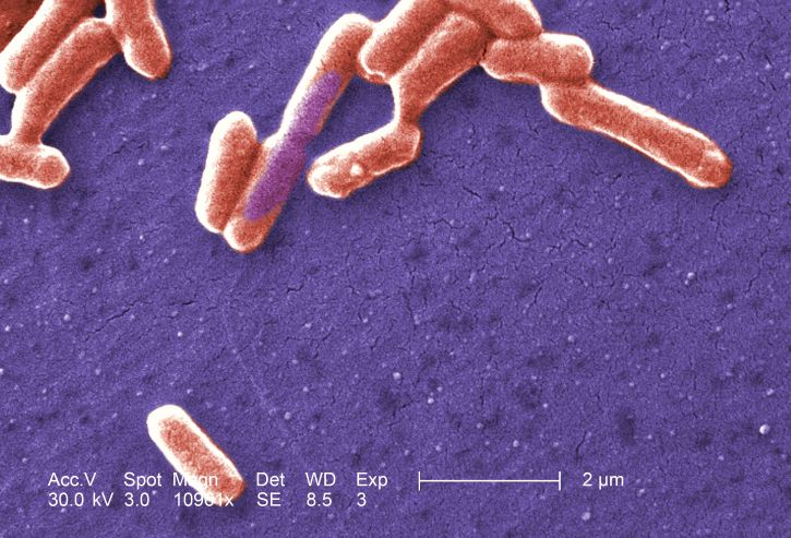 Shiga-toxin-producing E. coli