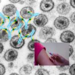 antibodies and HIV vaccine concept