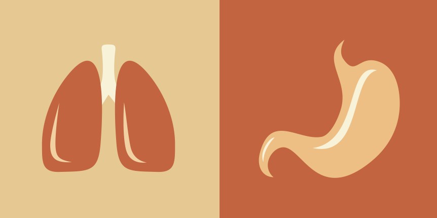 lungs and stomach